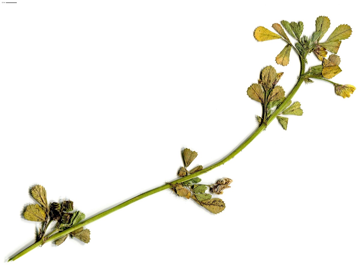 Medicago littoralis (Fabaceae)